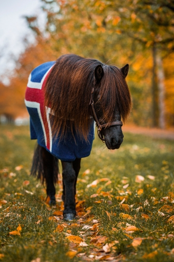 KIDKA 087 Chemise séchante pour cheval islandais - Islande